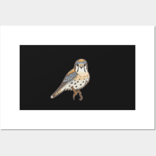 American Kestrel Posters and Art